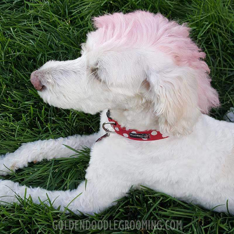Types of goldendoodle haircuts - Goldendoodle half-shaved head