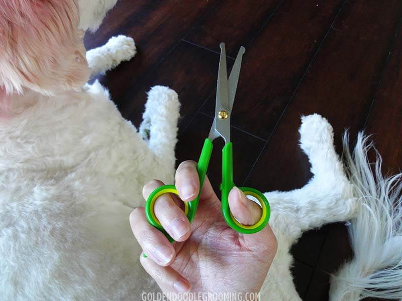 Pet Magasin pet grooming scissors