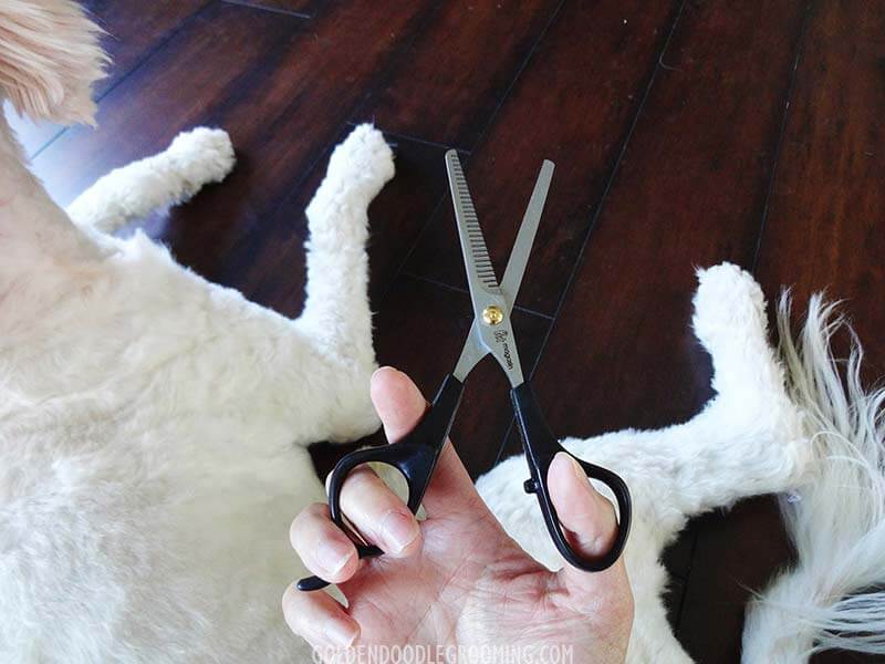 Goldendoodle Grooming Tools - Pet Magasin pet grooming thinning shears