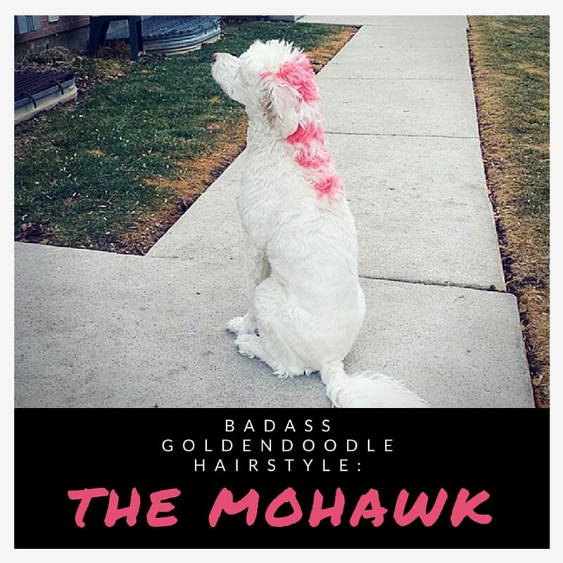 Unique Goldendoodle Hairstyle-mohawk