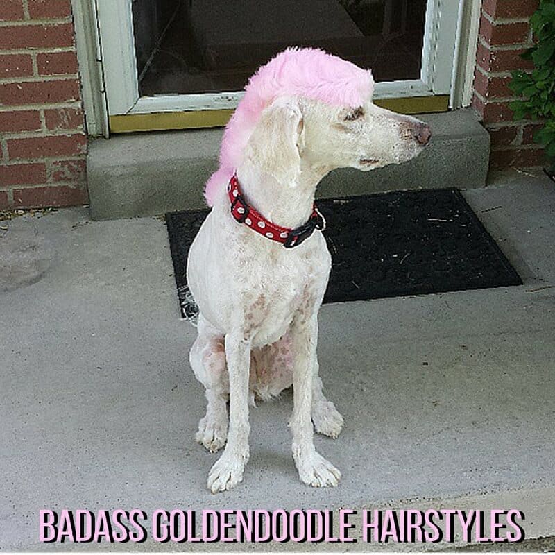 badass-goldendoodle-grooming-styles