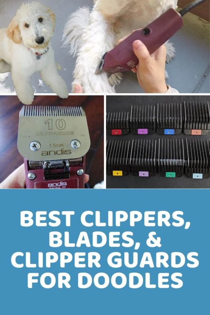 The Best Clippers for Doodles