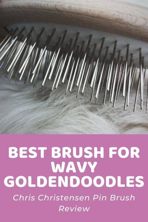 Best Brush for Wavy Goldendoodles Chris Christensen Pin Brush Review