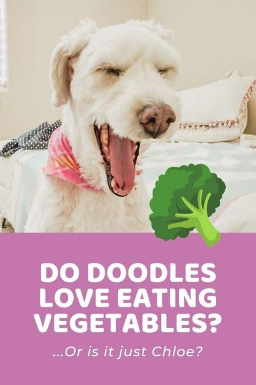 Do Doodles Love Eating VEGETABLES