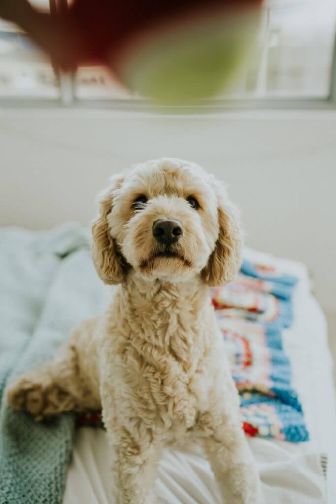 goldendoodle haircuts puppy cut