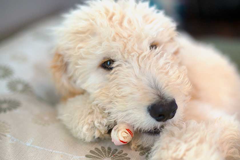 best toys for labradoodles - chew toys
