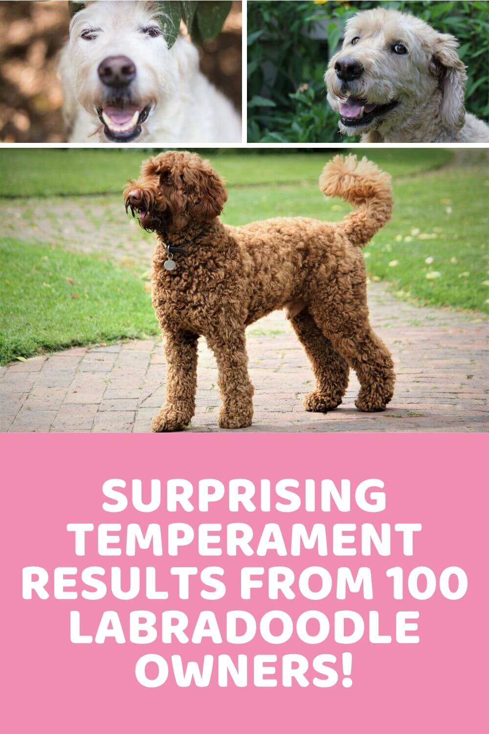 Labradoodle Temperament? 100 