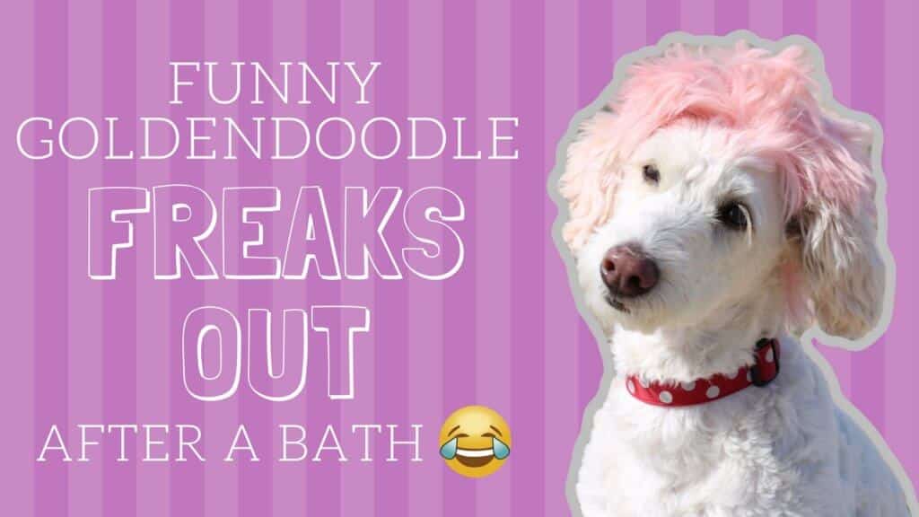 funny goldendoodle freaks out after a bath