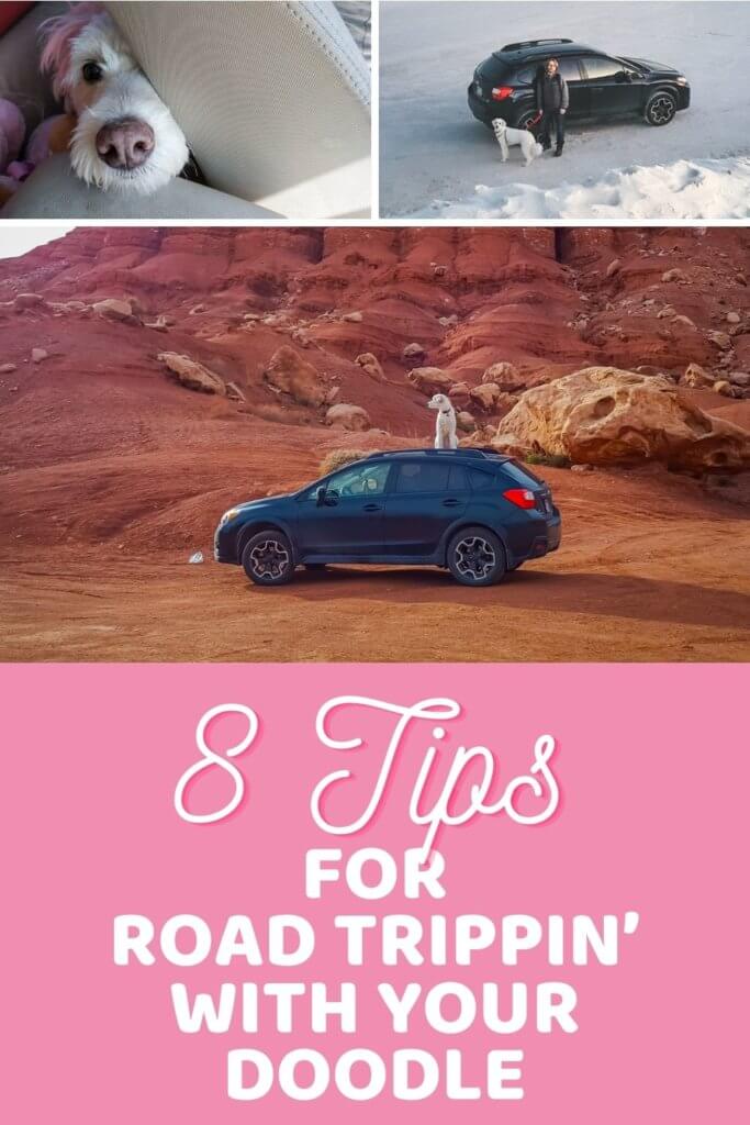 8 Tips for Road Trippin’ with Your Doodle