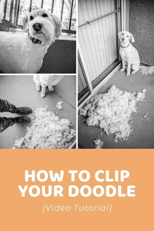 How to Clip Your Doodle At home
