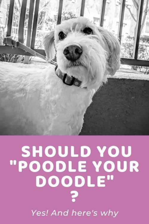 Why in the WORLD Would You Poodle Your Doodle