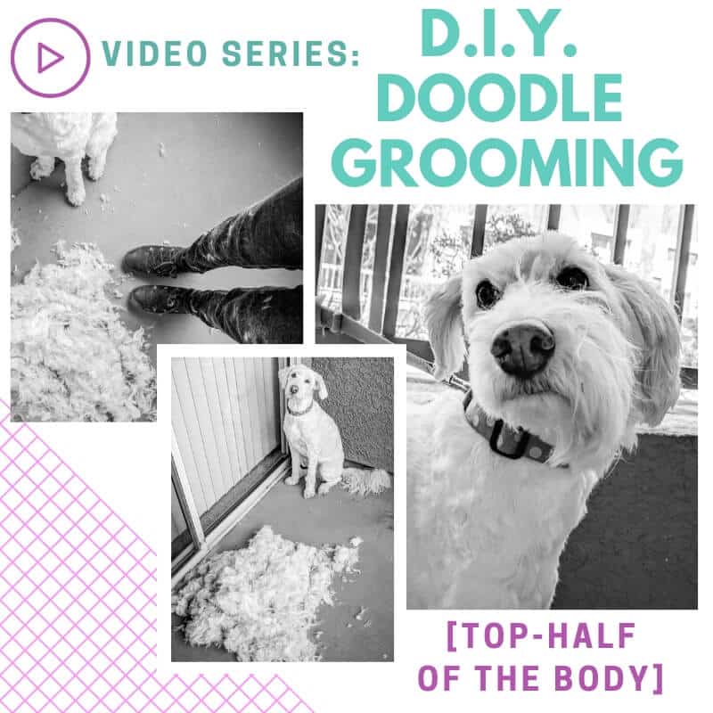 diy goldendoodle grooming video series: top half of the body