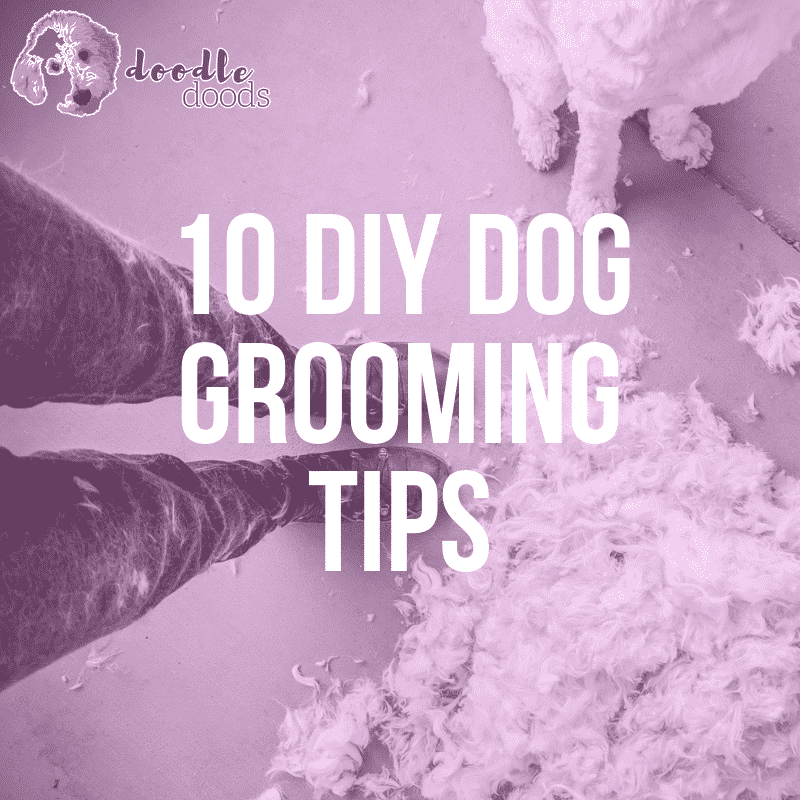 10 diy dog grooming tips