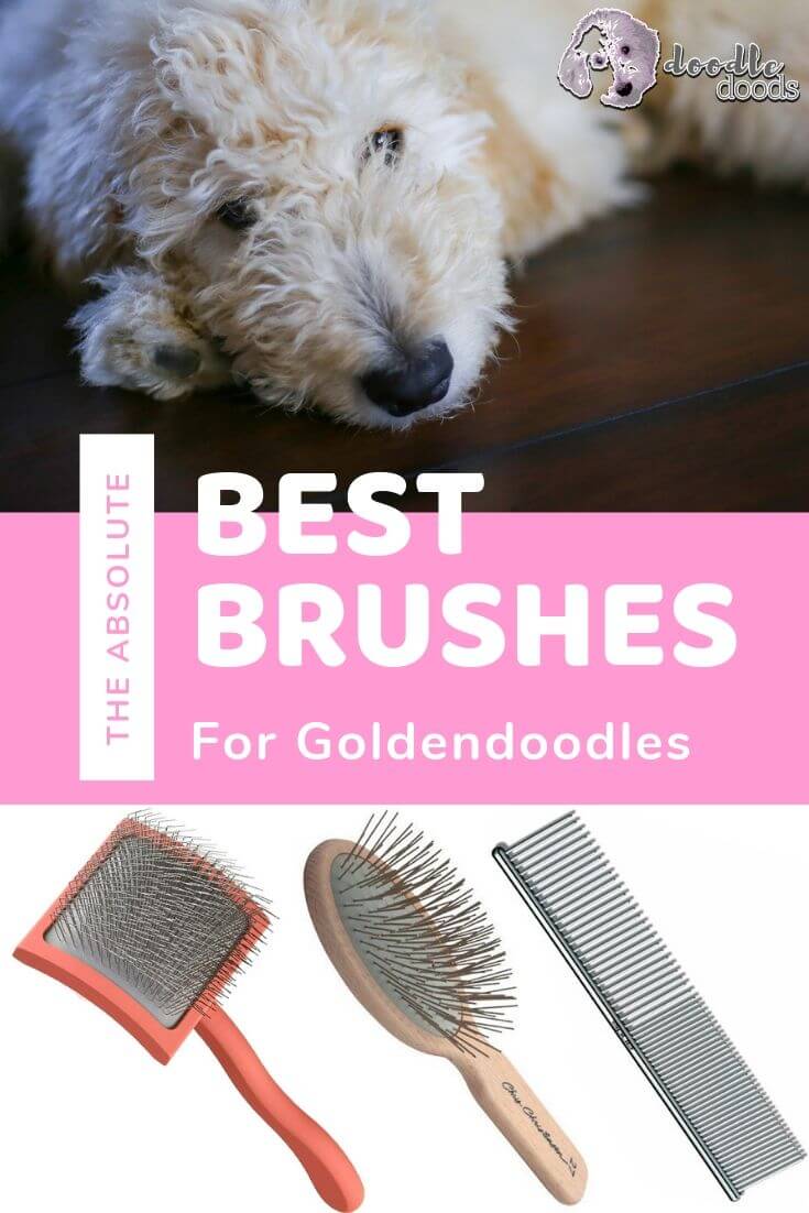 Best Brushes for Goldendoodles