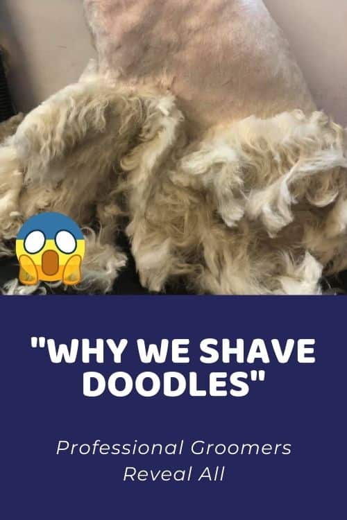 Professional Groomers Reveal Why We Shave Doodles