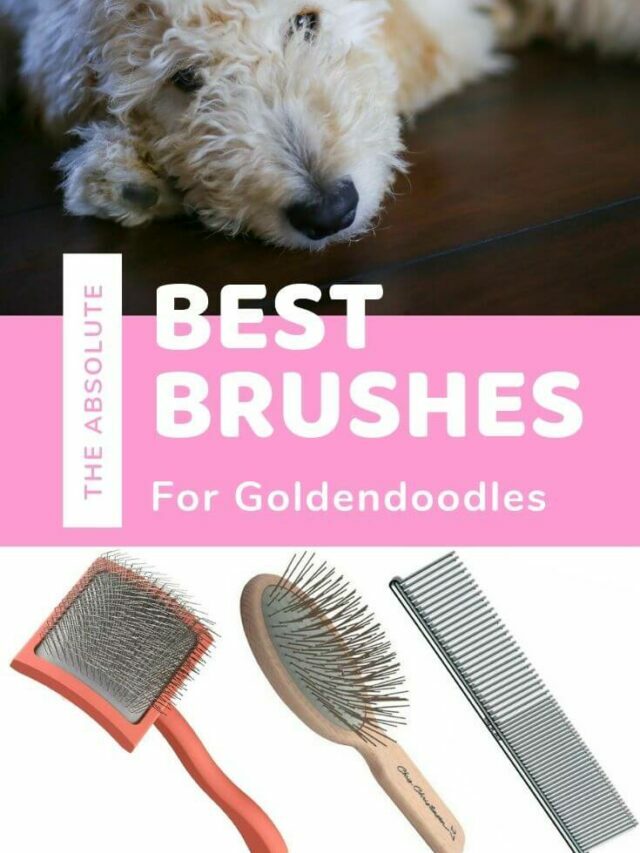The Absolute BEST Brushes for Goldendoodles