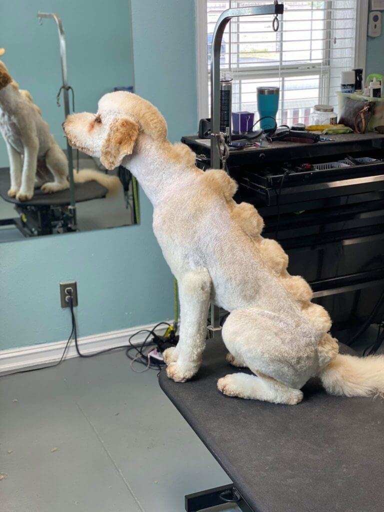 goldendoodle haircuts