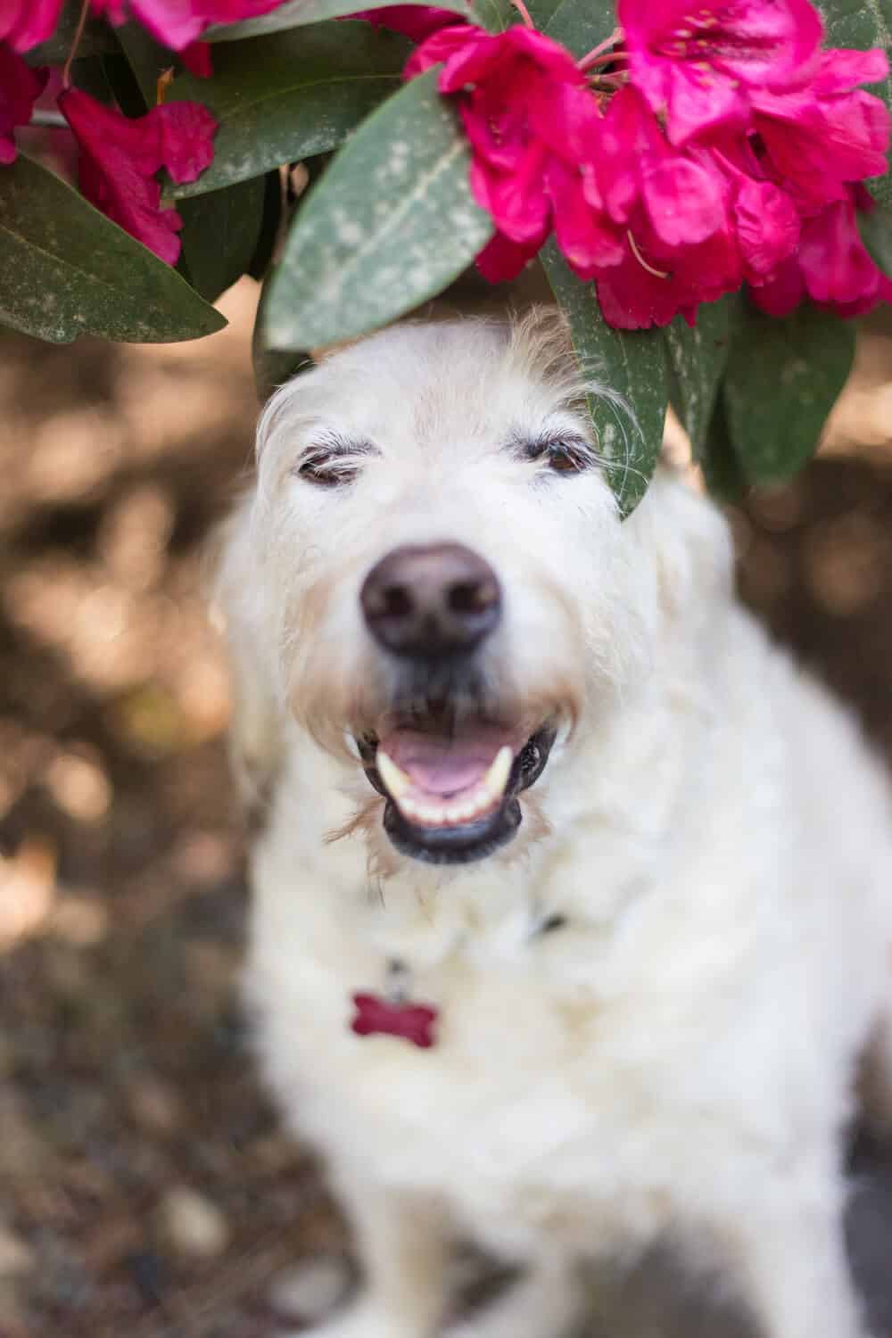 Guide To Labradoodle Haircuts With Photos Grooming Tips 2022   Doodledoods 8338 1 