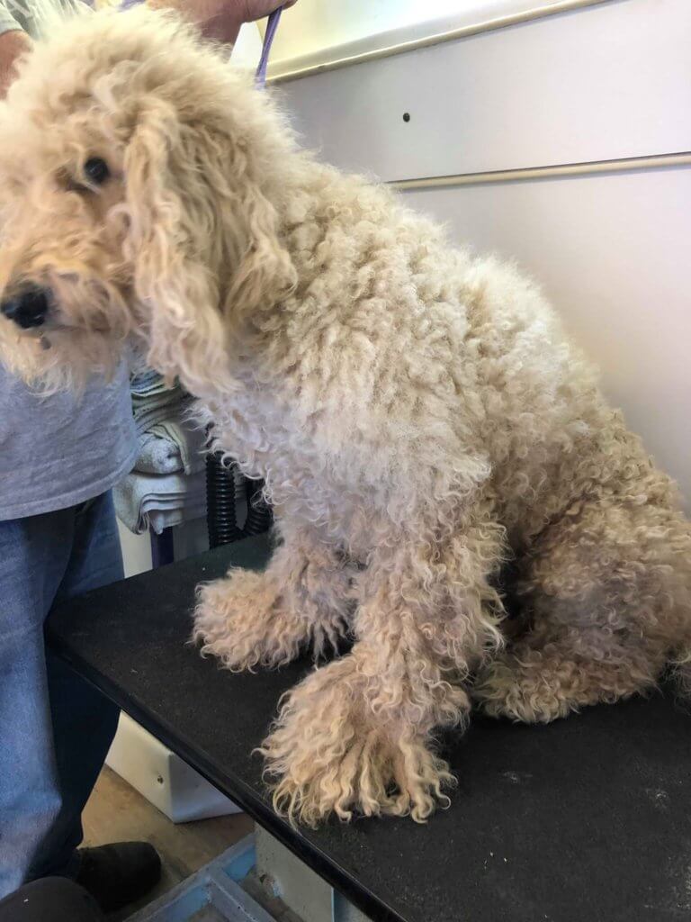 severely matted dog hair
