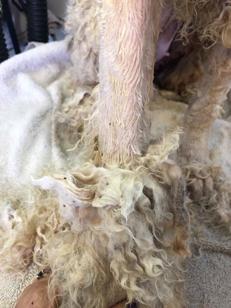 severely matted dog hair