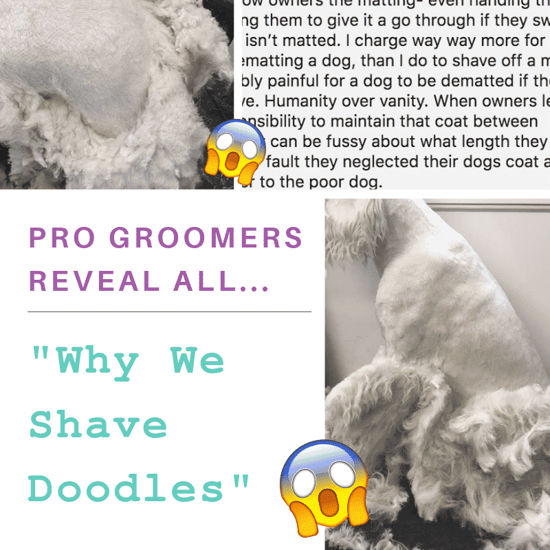 Pro Groomers Reveal All: Why We Shave Doodles