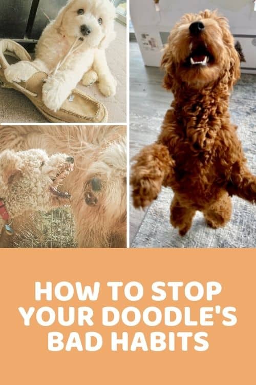Pro Dog Trainer on How to STOP Your Doodle's Bad Habits (Barking, Biting, Chewing and Jumping) & MORE