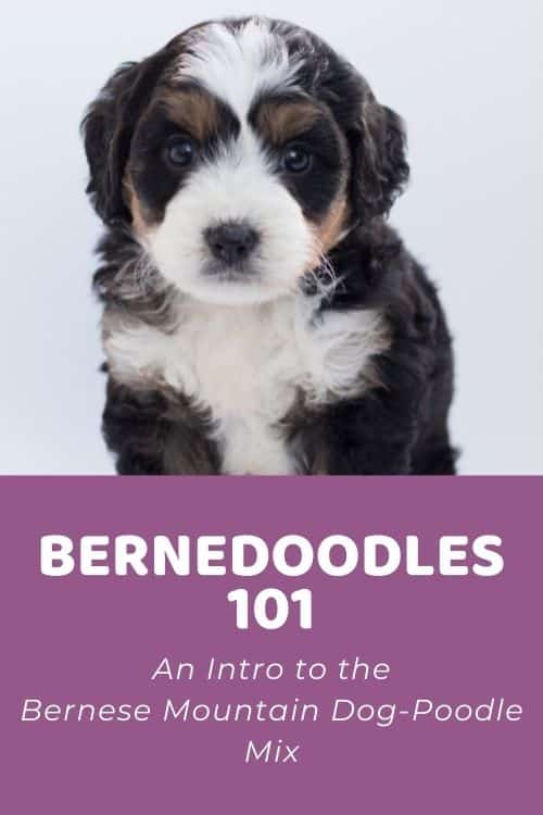 Bernedoodle 101 An Intro to the Bernese Mountain Dog-Poodle Mix