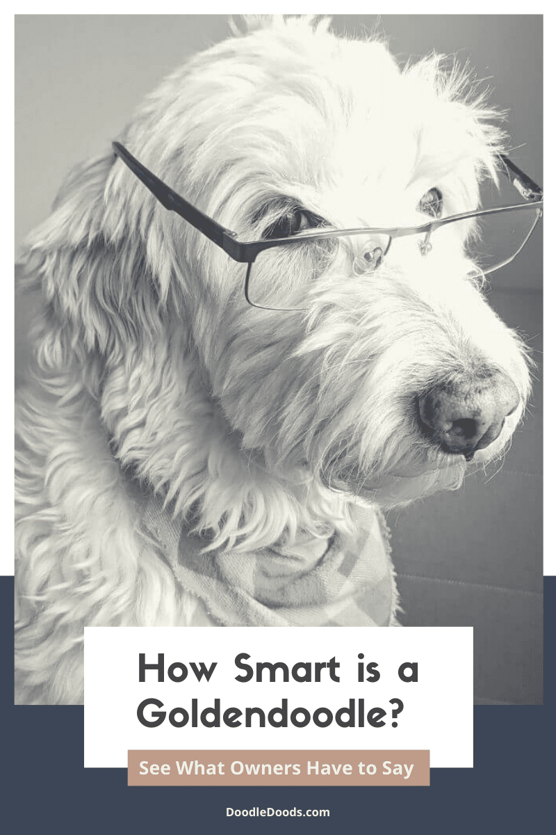 How Smart Is A Goldendoodle?