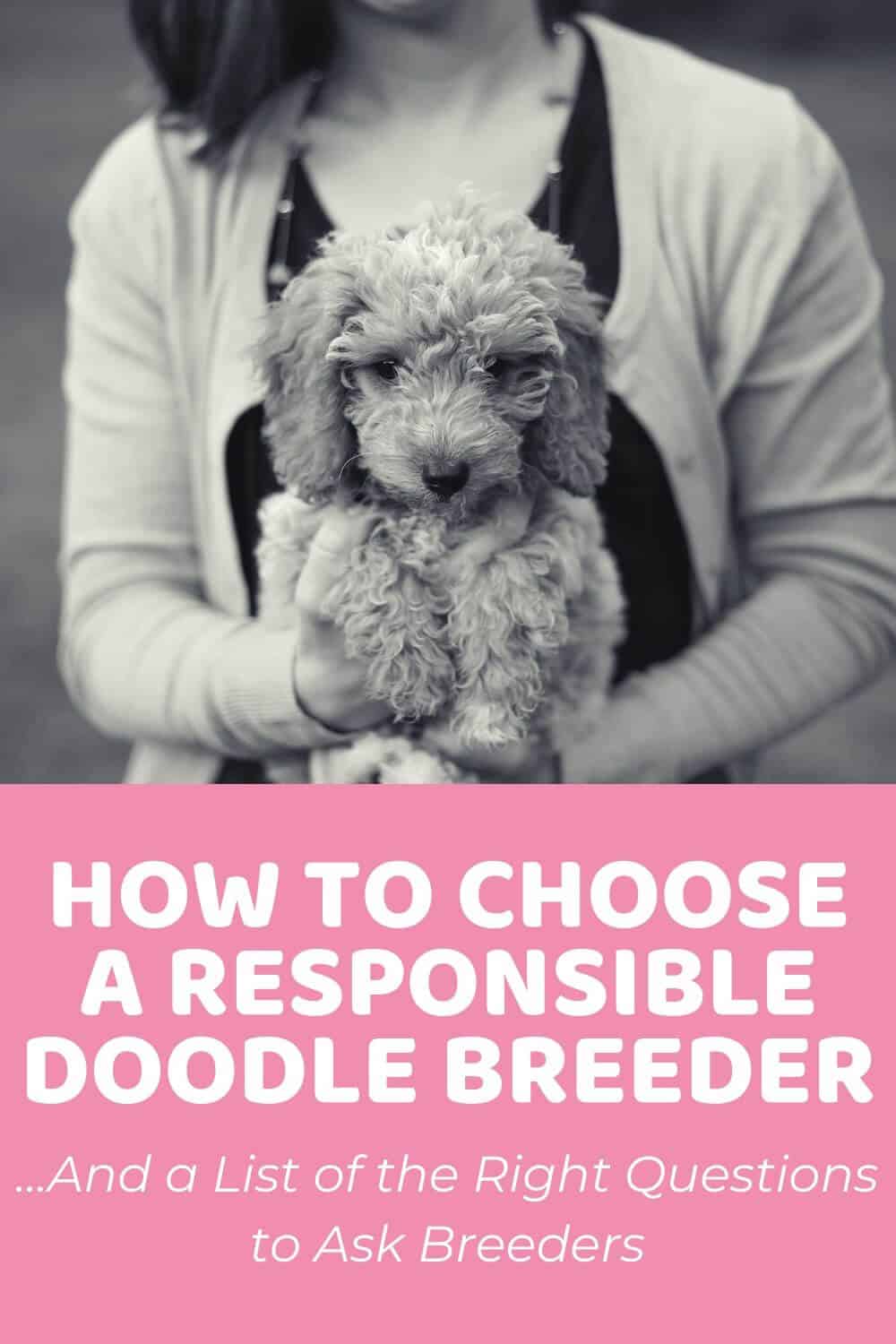 Are Goldendoodles Aggressive Guide to ... - Doodle Doods