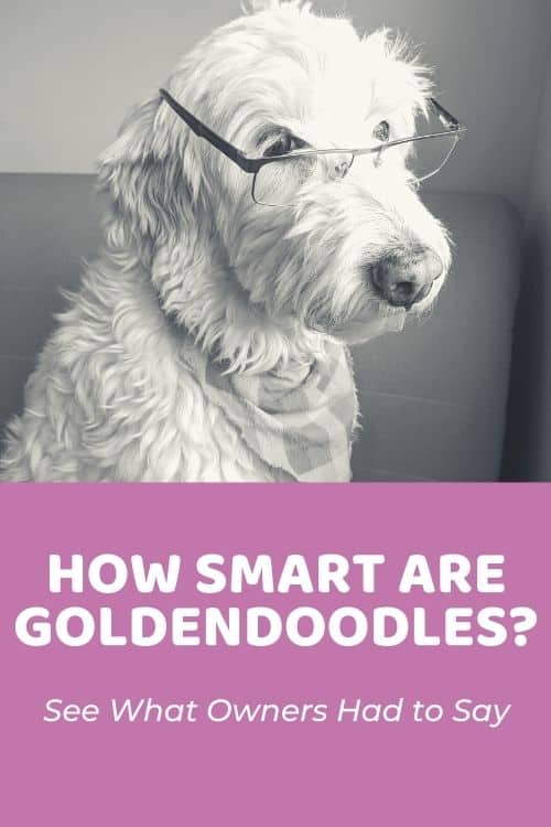How Smart is a Goldendoodle