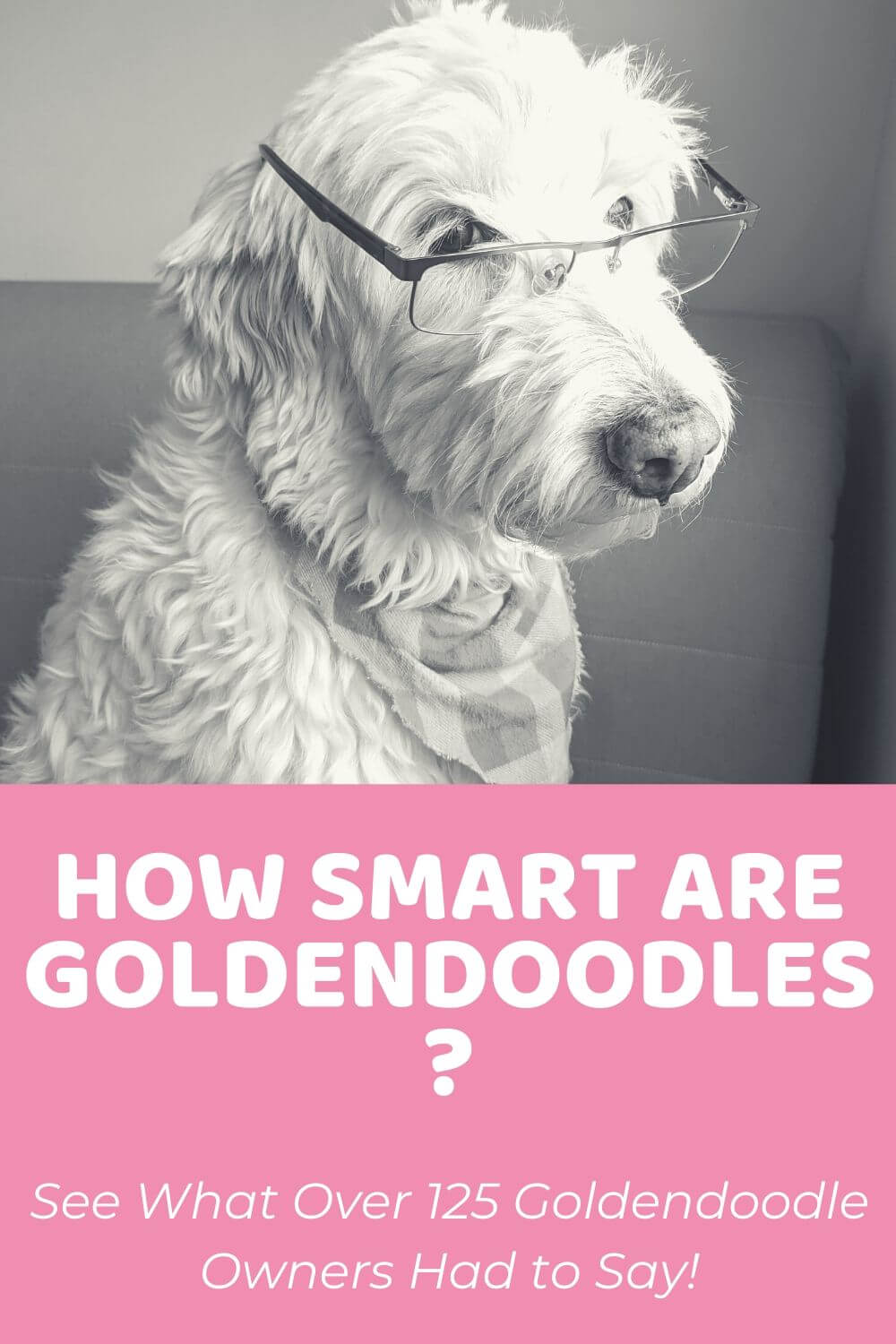 goldendoodle intelligence