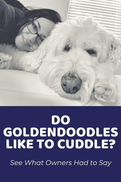 do goldendoodles like to cuddle