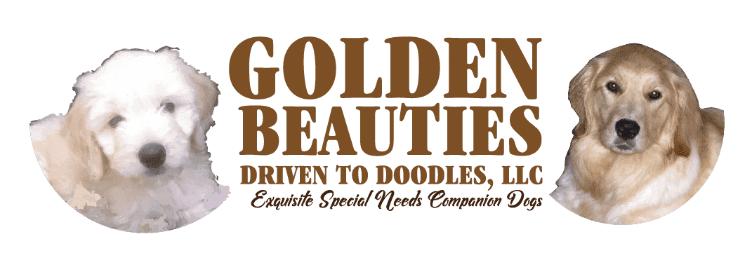 Golden Beauties Driven to Doodles  Goldendoodles puppies for sale near me