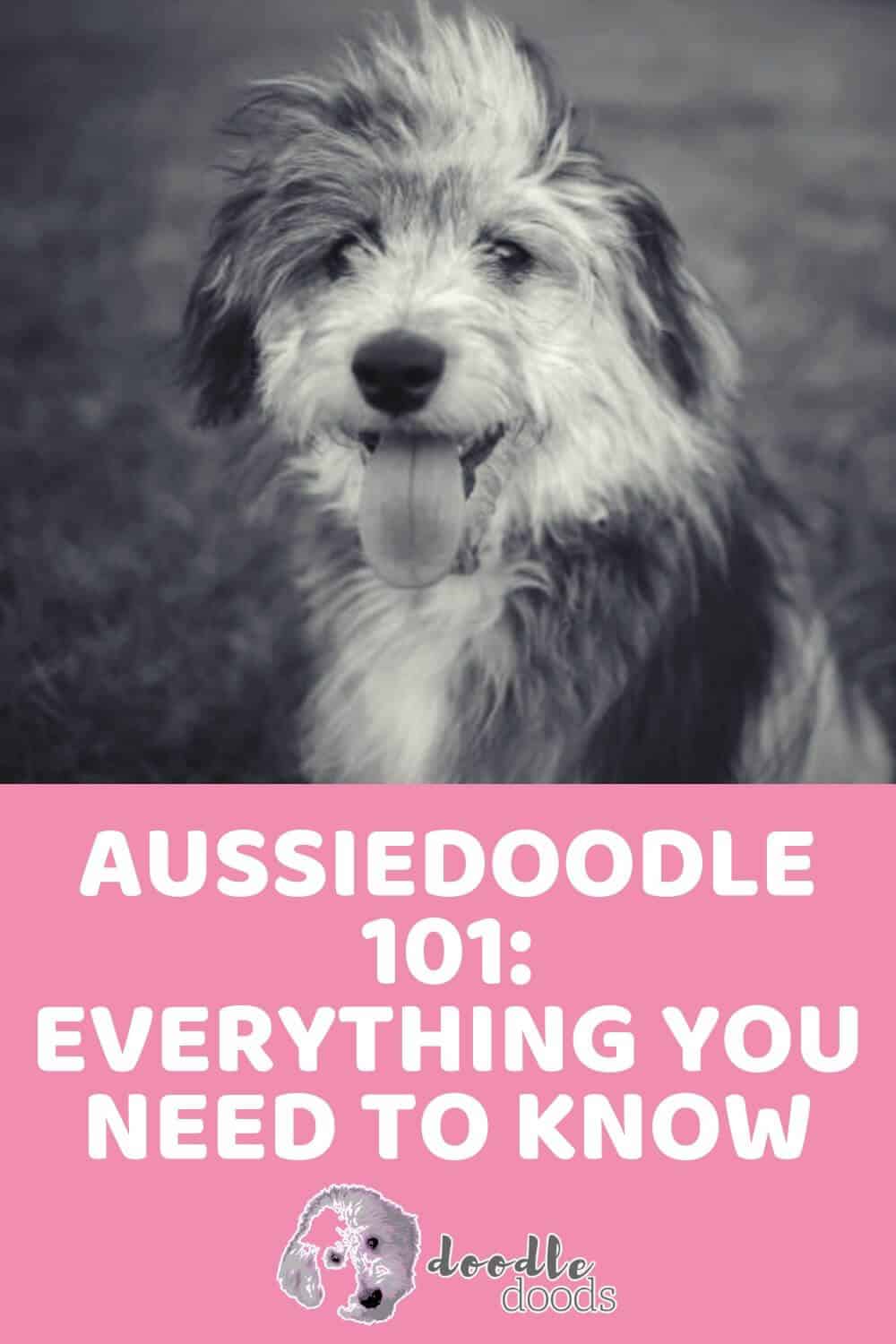 facts about aussiedoodles