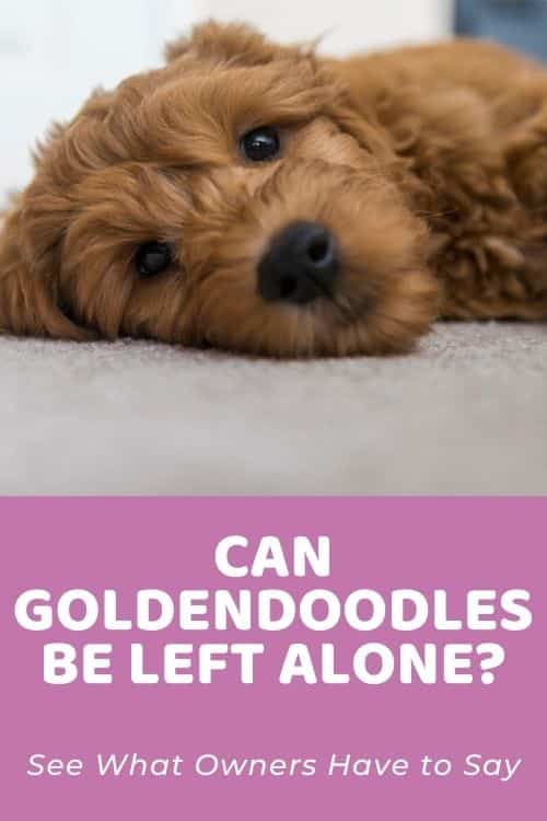 Can Goldendoodles be Left Alone