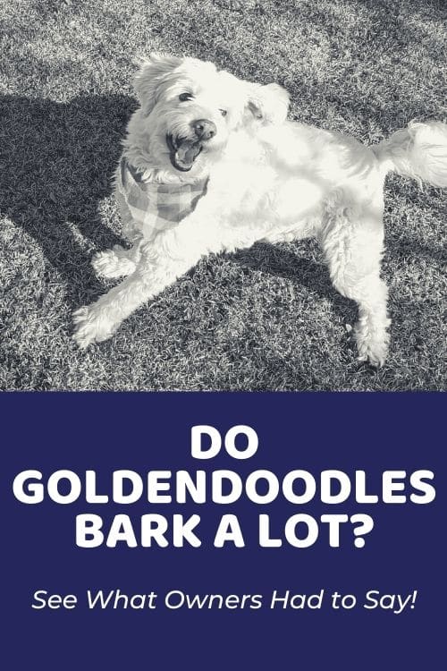 Do goldendoodles bark a lot