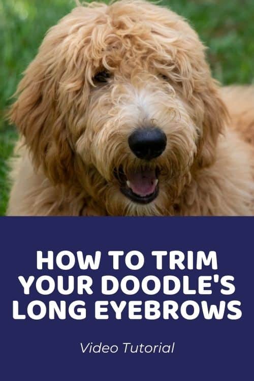 How to Trim Your Doodle's Long Eyebrows