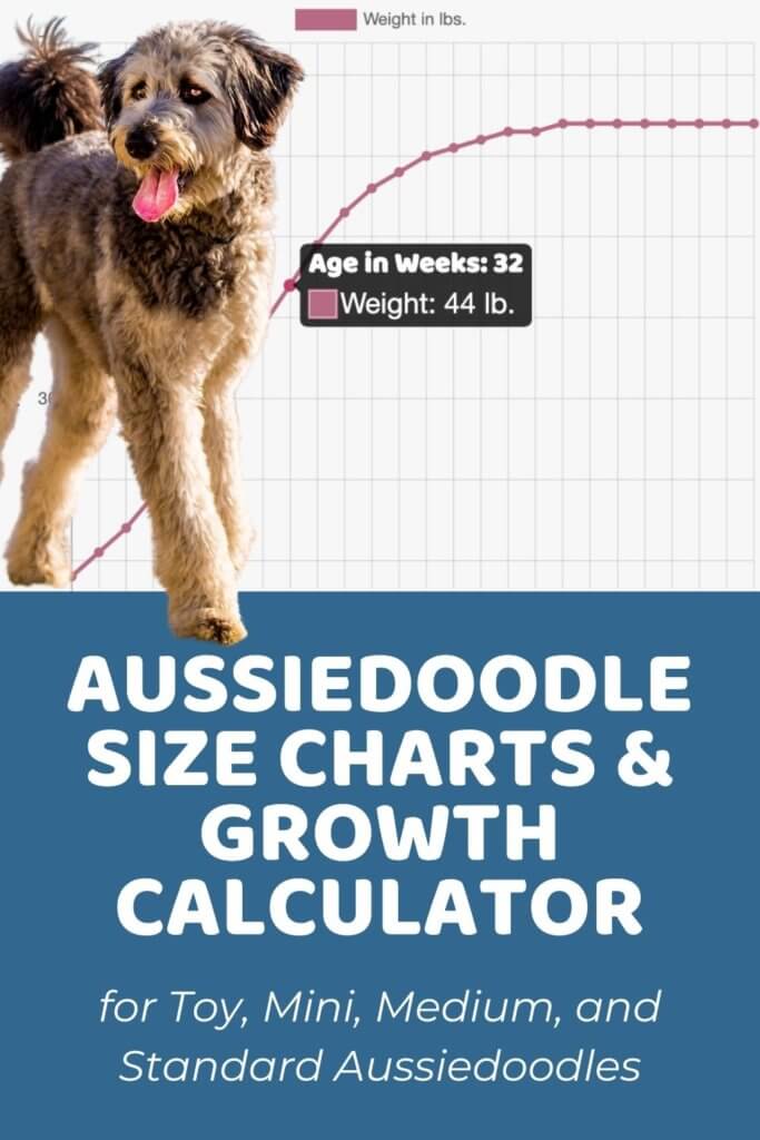 Aussiedoodle Size Chart for Mini, Medium, and Standard Aussiedoodles