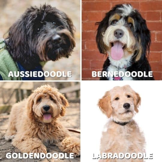 Aussiedoodles vs. Bernedoodles vs. Goldendoodles vs. Labradoodles