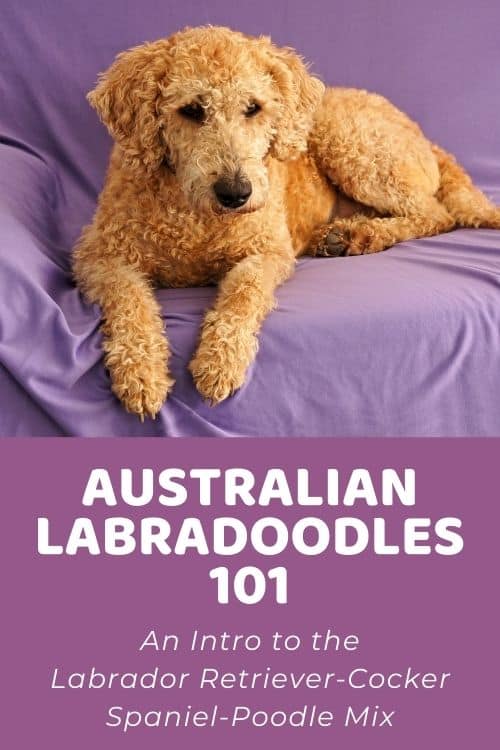Australian Labradoodle 101 An Intro to the Labrador Retriever-Cocker Spaniel-Poodle Mix