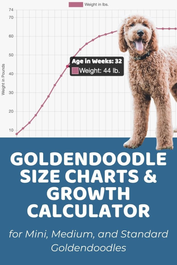 Goldendoodle Size Chart for Mini, Medium, and Standard Goldendoodles
