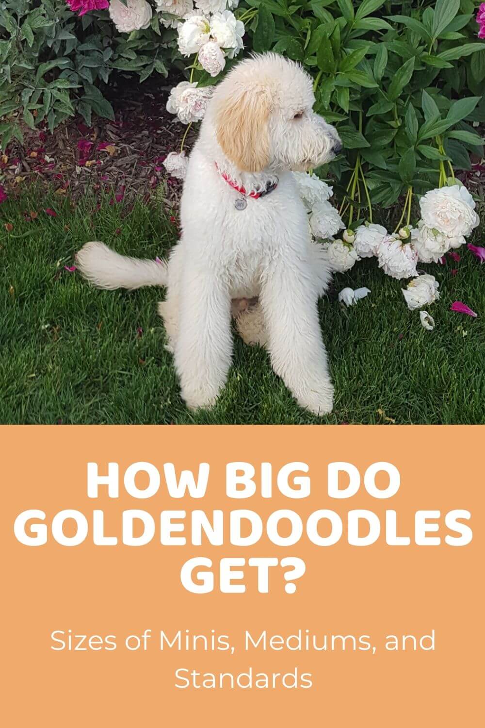 How Big Do Goldendoodles Get