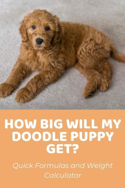 How Big Will My Puppy Get Predicting a Doodle's Full Size