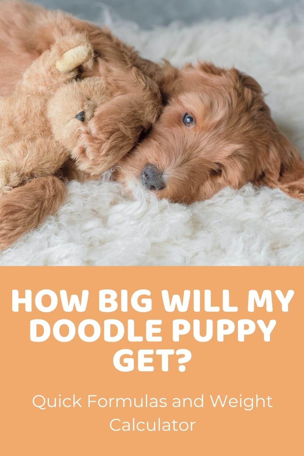 How can you tell how big a puppy will be Accurately Predict A Doodle S Size How Big Will My Puppy Get