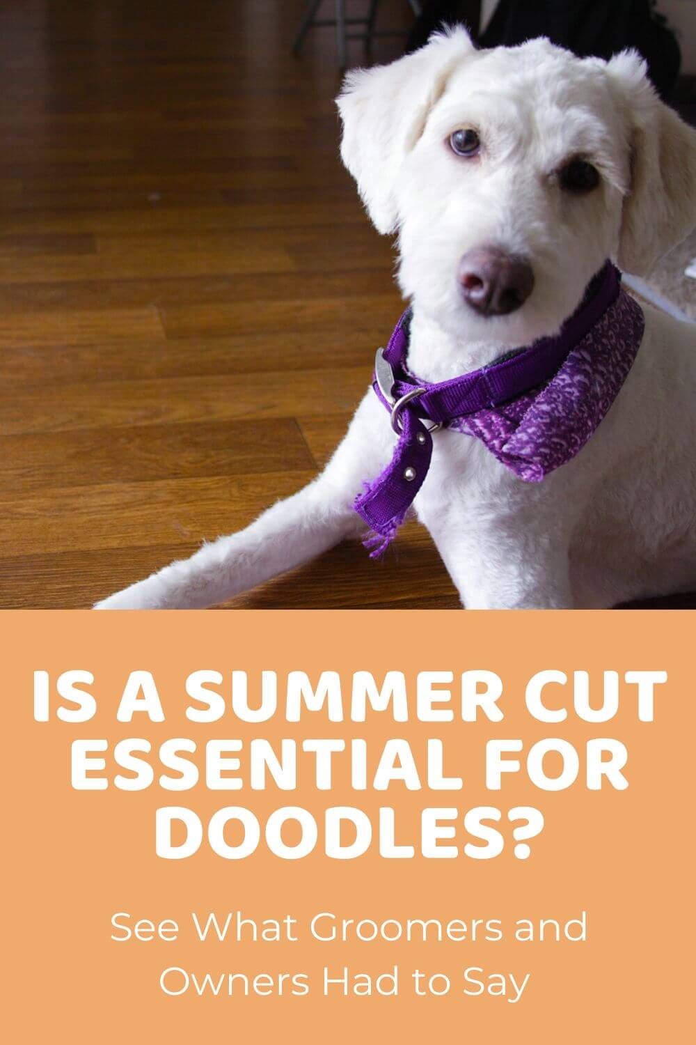 Is a Short Summer Cut Essential for Doodles