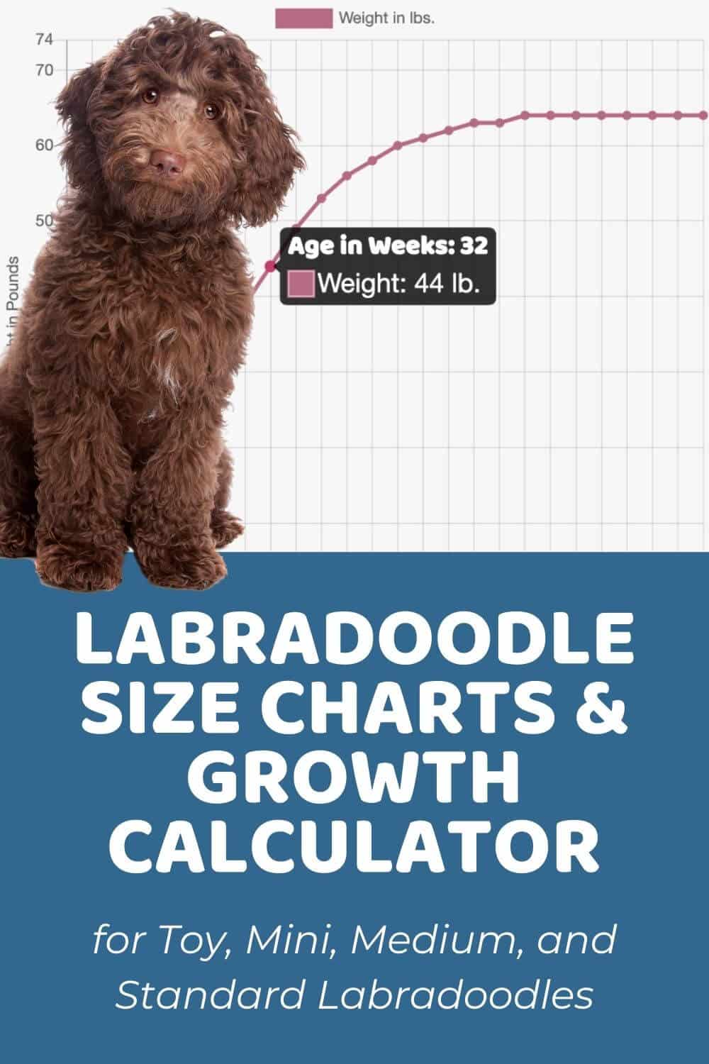 how big is a labradoodle