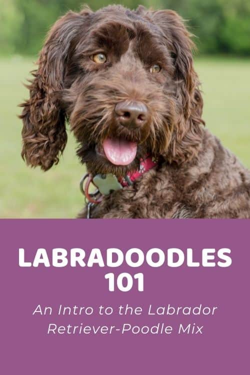 Labradoodles 101 An Intro to the Labrador Retriever-Poodle Mix