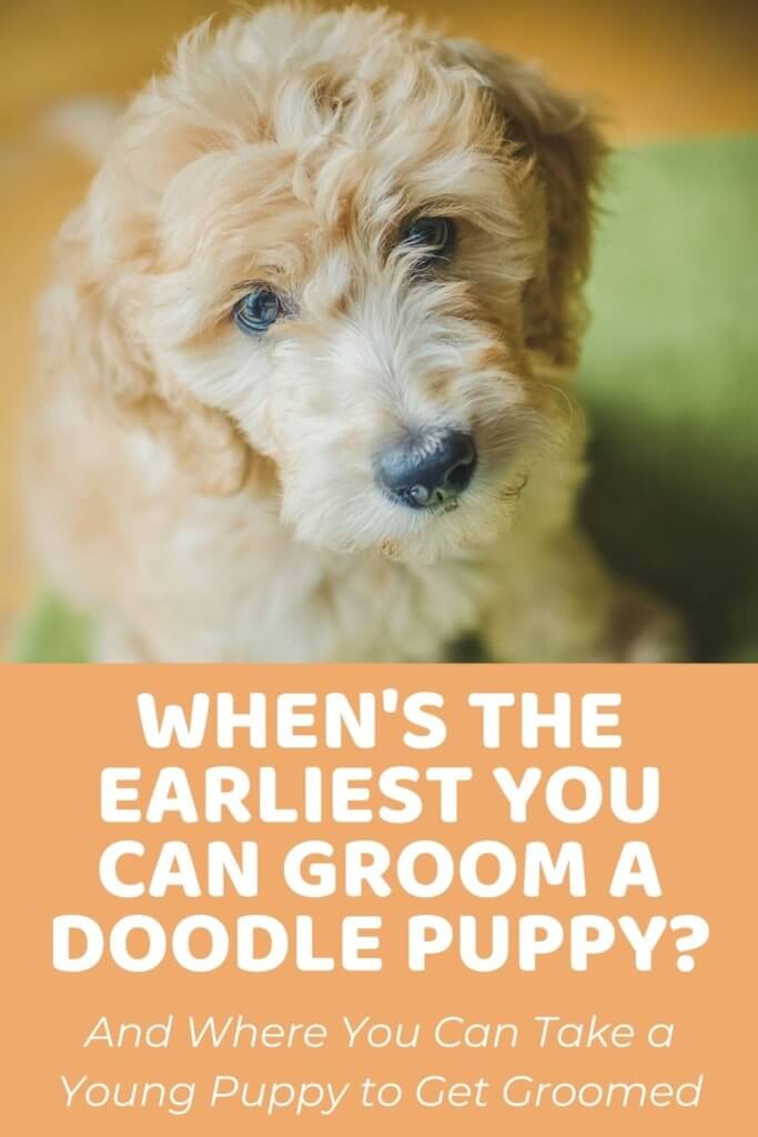 When is the Earliest You Can Groom a Doodle Puppy_