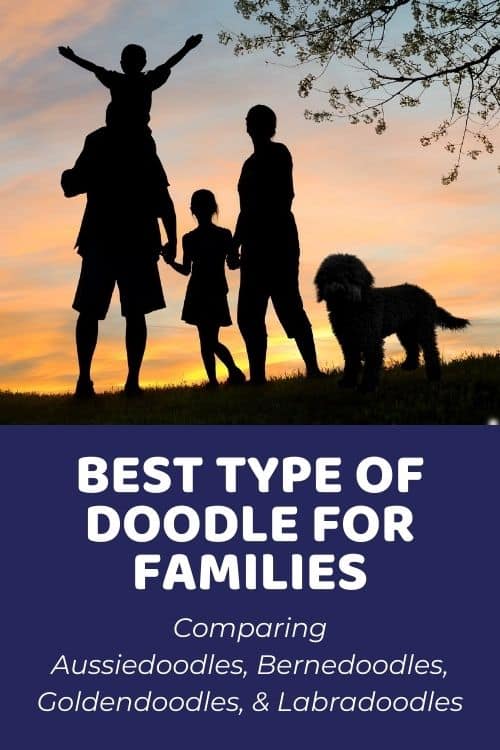 Which Doodle Makes the Best Family Dog Let's Compare (With Data)