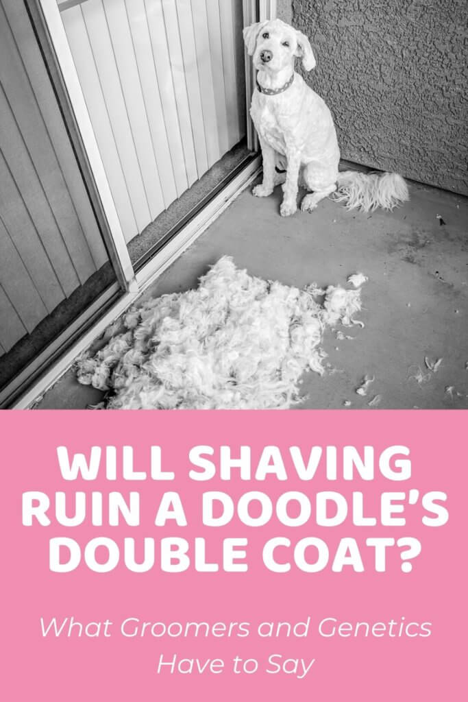 Will Shaving Ruin A Doodle’s Double Coat_